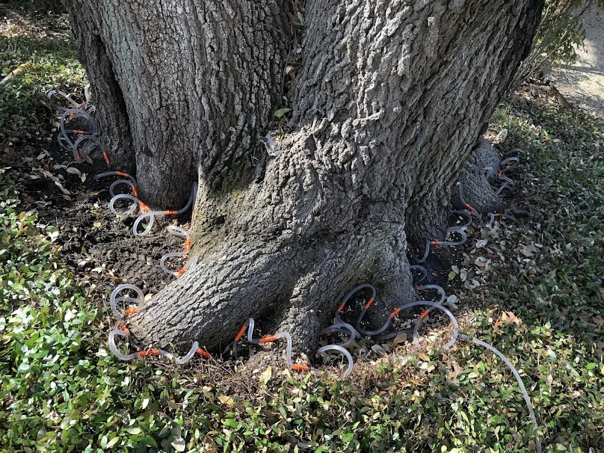 Detailed Shrub and Hedge Trimming job site in Sandy Ridge