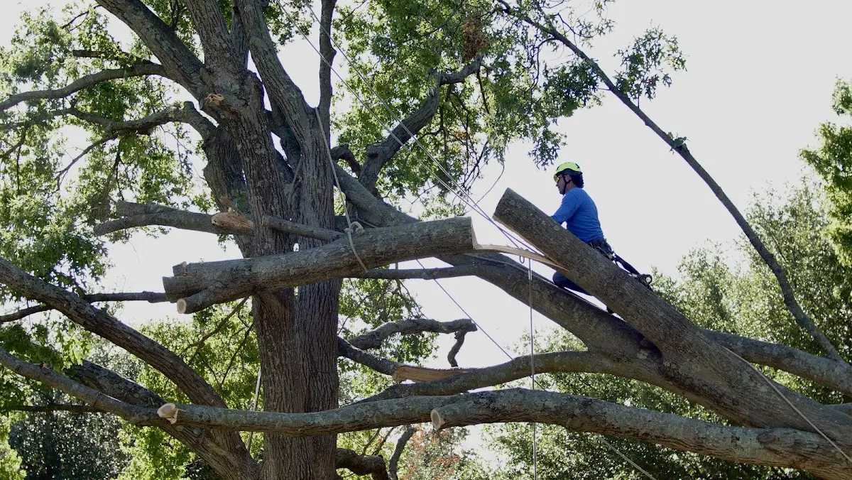 Professional Crown Thinning performed by certified arborists in Sandy Ridge