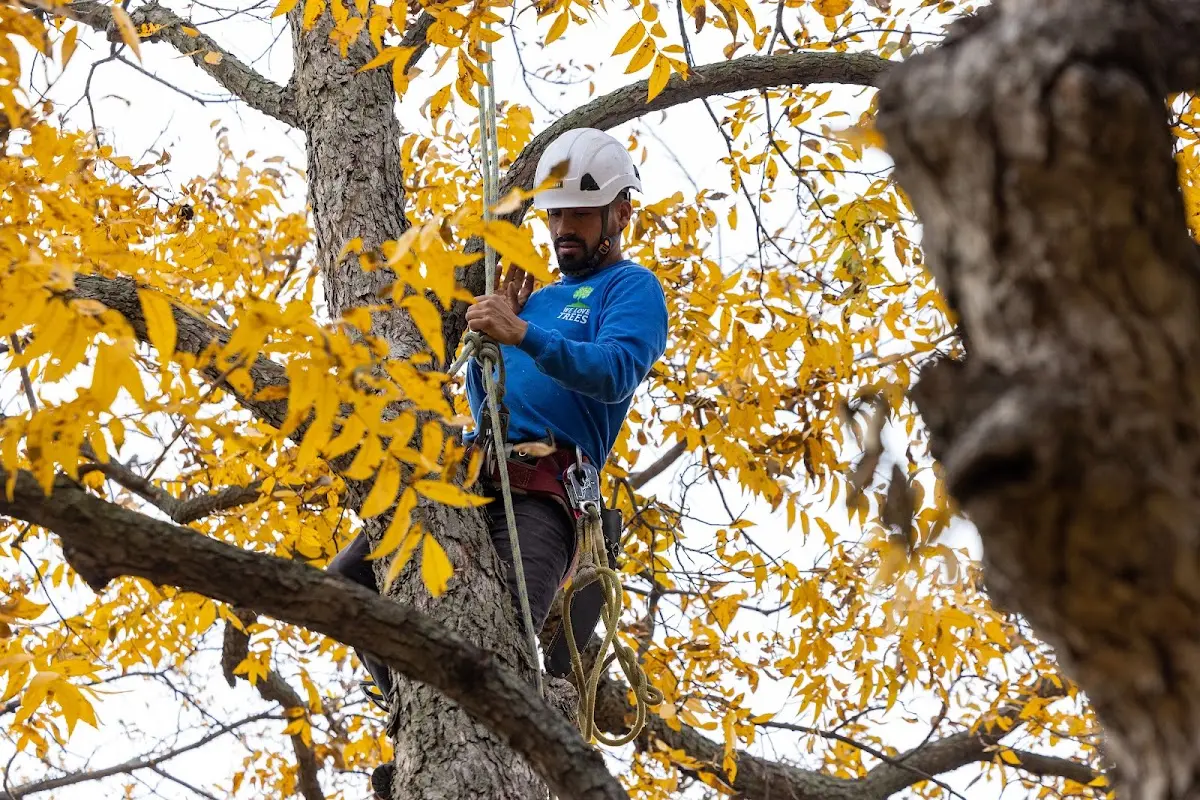 Skilled Dead Tree Removal crew working in Sandy Ridge