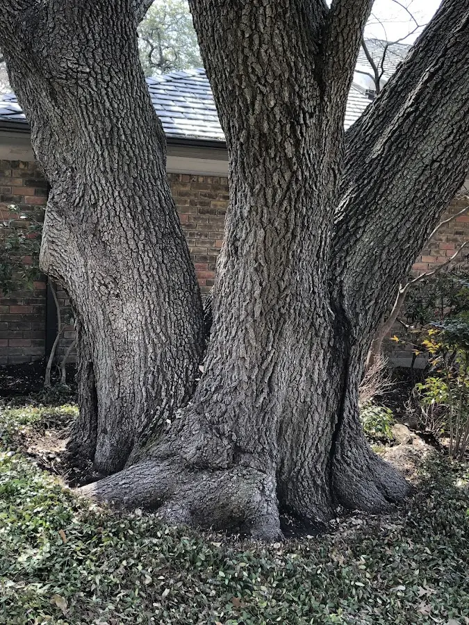 Mature heritage tree close to a Sandy Ridge property cared for by certified arborists
